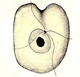 Collodictyon, mit Zellkern und vier Geißeln (rückseitige Ansicht)