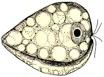 Seitliche Ansicht auf den Sulcus (Fressrinne) von Collodictyon.