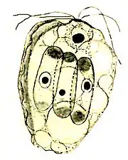 Collodictyon,das sich dreiScenedesmus-Zellen einverleibt hat