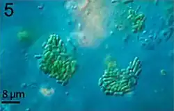 Synechococcus sp., Maßstabsbalken 8 µm