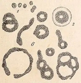 Clathrocystis aeruginosa Henfr., alias Microcystis aeruginosa, - 1 einzelne Zellen, 2 die Gallerthülle einer Familie (Kolonie) sichtbar gemacht.