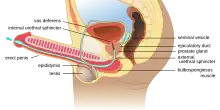 Anatomie der Ejakulation