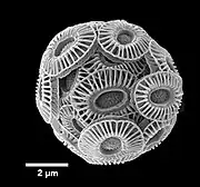 Gephyrocapsa huxleyi (Syn. Emiliania huxleyi)🌐 Calcit-Coccolithen