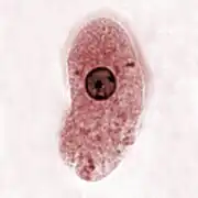 Trophozoit, E. histolytica