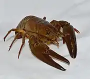 Edelkrebs (Astacus astacus)🌐 Panzer überwiegend aus Chitin, Sklerotin und Calciumcarbonat
