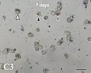 Zellen der Koralle Acropora tenuis in vitro 7 Tage nach Zu­sammen­fügen mit Breviolum minutum. Eine (schwarze Pfeil­spitze), zwei (graue Pf.) und drei Algen (weiße Pf.) in ein­zelnen Korallen­zellen.