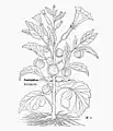 Leonhart Fuchs 1543