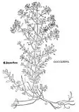 Leonhart Fuchs 1543