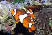 Echter Clownfisch, eine dichogame Fischart, bei der ein Männchen zum Weibchen werden kann (Proterandrie)