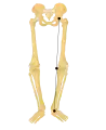 O-Beine