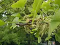 Männliche Blüten des Ginkgo