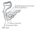 Pankreas eines menschlichen Embryos in der fünften Woche