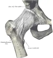 Hüftgelenkskapsel ventral (von vorne)