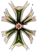 Micrasterias sp., Illustration nach E. Haeckel, 1904