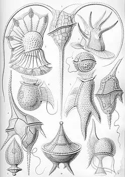 Peridinea (syn. Dinophyceae),Illustration von Ernst Haeckel (1904)