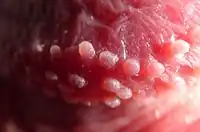 Detailaufnahme von Hornzipfelchen