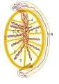 Schema des inneren Aufbaus des Hodens und des Nebenhodens: 1 Tunica albuginea2 Septen3 Hodenläppchen4 Mediastinum testis5 gewundene Samenkanälchen6 gerade Samenkanälchen7 Rete testis8 Ductuli efferentes testis9 Nebenhodengang10 Anfang des Samenleiters