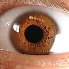 Braune Iris