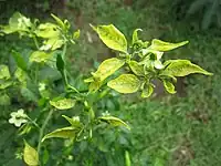 Symptome des Pepper yellow leaf curl virus (PYLCV)