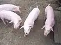 Norwegisches LandschweinDie rosa Farbe der Schweine wird durch eine Mutation des c-Kit-Locus hervorgerufen.