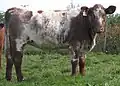 Shorthorn-Rind