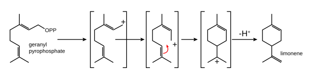 Biosynthese aus Geranylpyrophosphat (GPP)