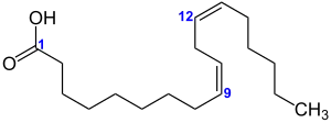 Struktur von Linolsäure
