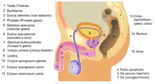 Anatomie der Kanäle der Samenflüssigkeiten. Weiteres Bildmaterial hier: (Siehe auch: Operationen bei Prostatavergrößerung)