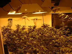 Indoor-Growing Blütephase