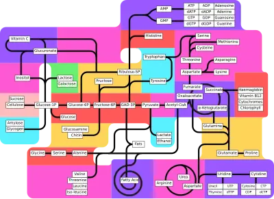 Metabolism pathways (partly labeled)