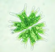 Micrasterias sp.