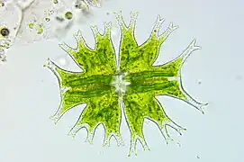 Micrasterias furcata