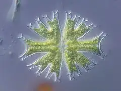 Micrasterias furcata[Micrasterias radiata]