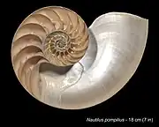 Gemeines Perlboot (Nautilus pompilius)🌐 Phragmokon überwiegend aus Aragonit