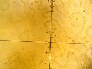 Nostoc flagelliforme, Zellfäden
