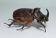 Nashornkäfer (Oryctes nasicornis)🌐 Panzer überwiegend aus Chitin und Sklerotin