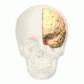 Der Gyrus parahippocampalis ist rot dargestellt (Animation).