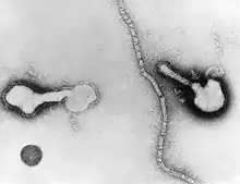 Parainfluenzavirus
