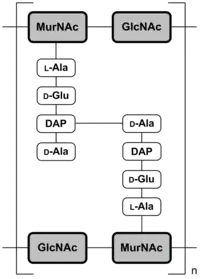Abb. 2a: Schematische Darstellung der Mureinschicht von gramnegativen Bakterien am Beispiel von Escherichia coliMurNAc = N-Acetylmuraminsäure;GlcNAc = N-Acetylglucosamin;DAP = Diaminopimelinsäure