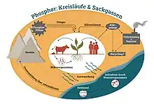 Natürlicher Phosphorkreislauf zwischen Boden, Lebewesen, Wasser und Gesteinsbildung, sowie Eingriffe durch den Menschen, z. B. durch Landwirtschaft, Phosphatabbau oder -recycling