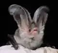 Der lange Tragus kennzeichnet ein Sardisches Langohr