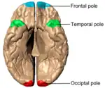 Cerebrum von unten gesehen.
