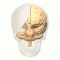 Precuneus