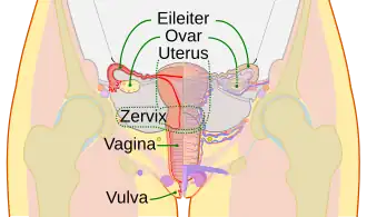 Schematische Zeichnung der Geschlechtsorgane der Frau inklusive Vagina