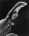 Makroaufnahme des Parasiten, der Schistosomiase hervorruft