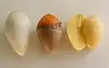 Sezierter Ginkgosamen ohne Sarkotesta