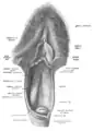 Skizze der eröffneten Vulva (oberer Teil) und Vagina (unterer Teil). Blick auf das Innere der Vagina (von ventral) und dem Muttermund (Portio vaginalis uteri)