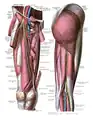 Gluteus maximus, Ansicht von dorsal.