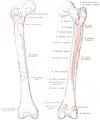 Ansatz am Femur.