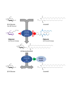Reaktion des Glucosylceramidaufbaus und -abbaus sowie Einfluss der Substratreduktionstherapiepräparate Eliglustat und Miglustat bzw. Enzymersatztherapie